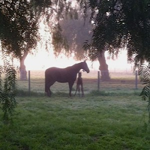 Pferd mit Fohlen auf der Weide
