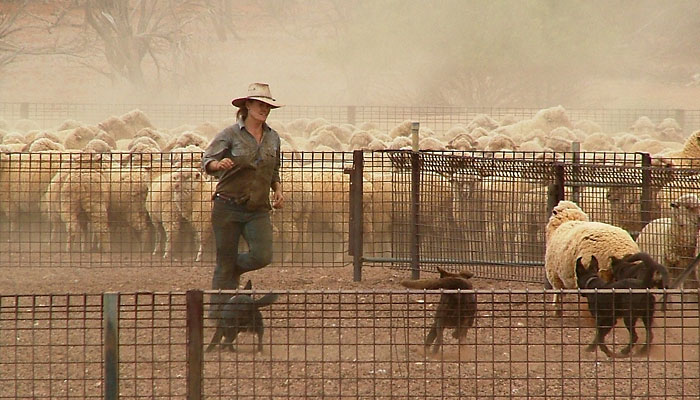 Farmarbeit pur: ein Cowgirl treibt Schafe in den Pferch